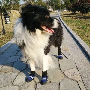 ZEEZ DOG WATERPROOF BOOTS Blue Medium - 15.5x6cm (Pad 6x6cm)